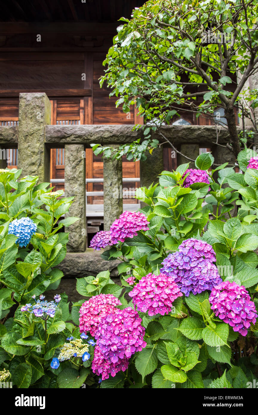 Hydrangea Festival, Hakusan Shrine, BunkyoKu,Tokyo,Japan Stock Photo