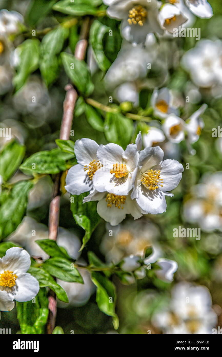 Closeup of branch with white flowers with yellow pistils on blurred background of green leaves Stock Photo