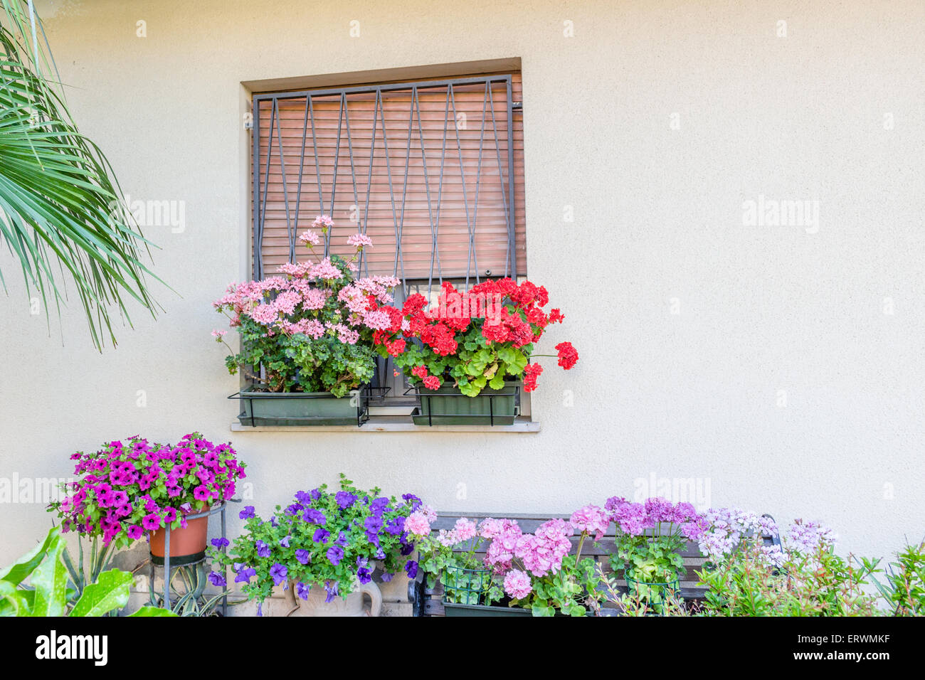 window with iron grating and flower pots: red and pink geranium, fuchsia and purple petunias Stock Photo
