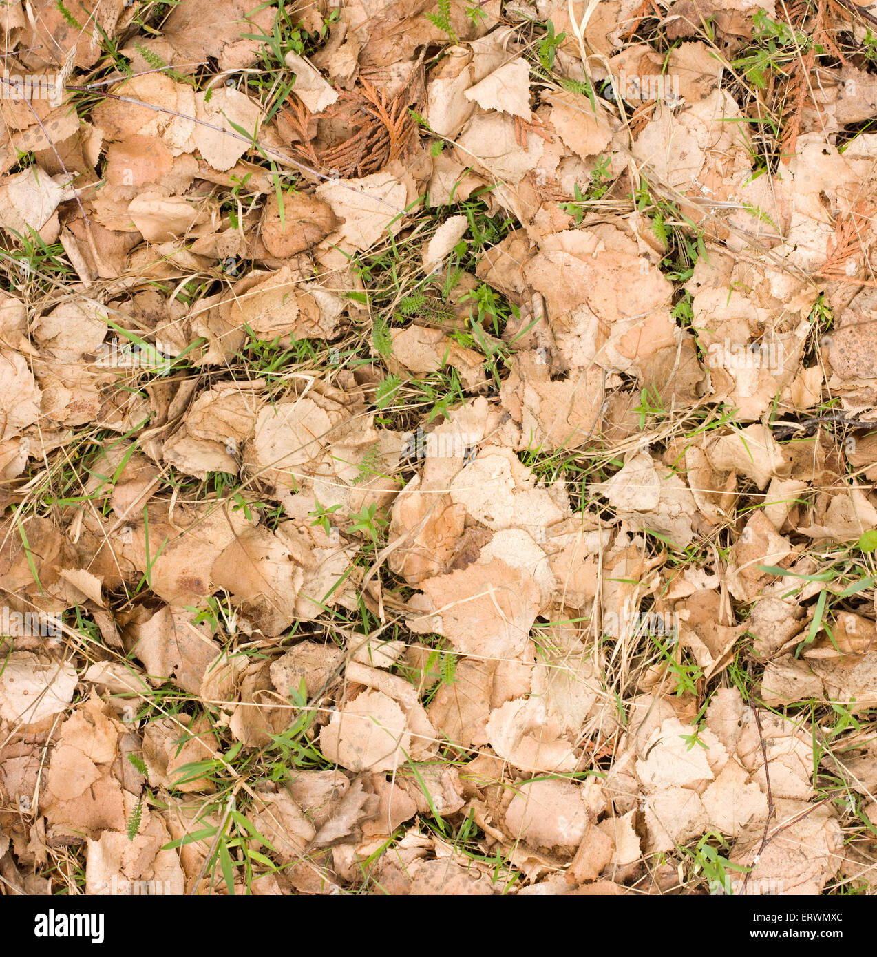 Old withered leaves hi-res stock photography and images - Alamy