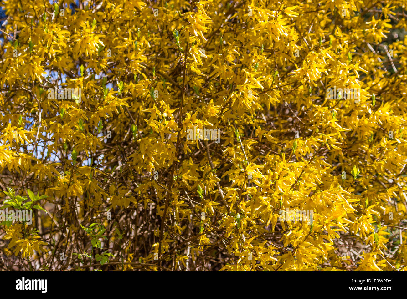 small tree with yellow leaves