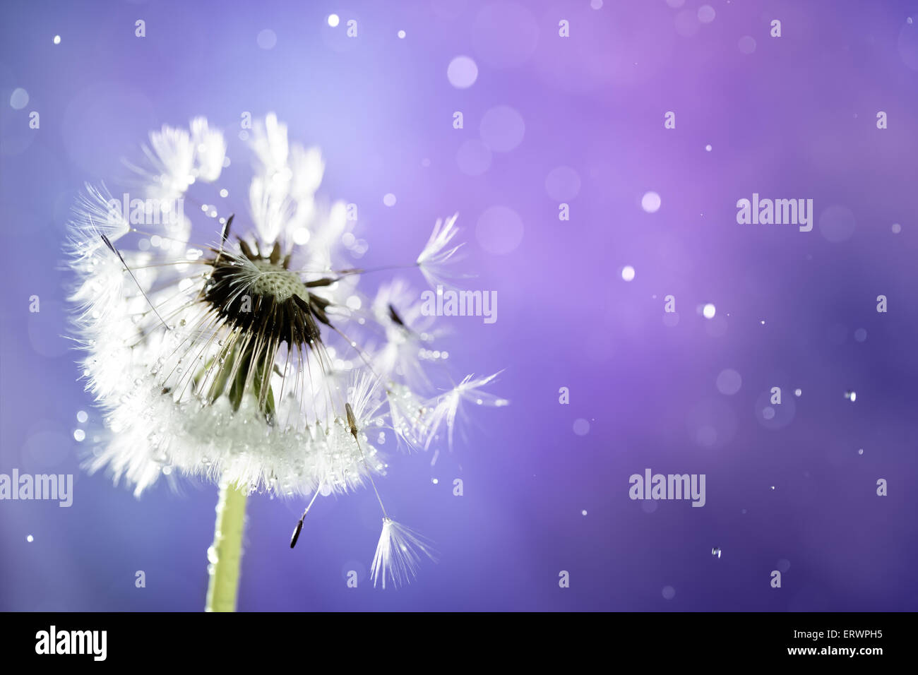 white fluffy dandelion on abstract  background Stock Photo