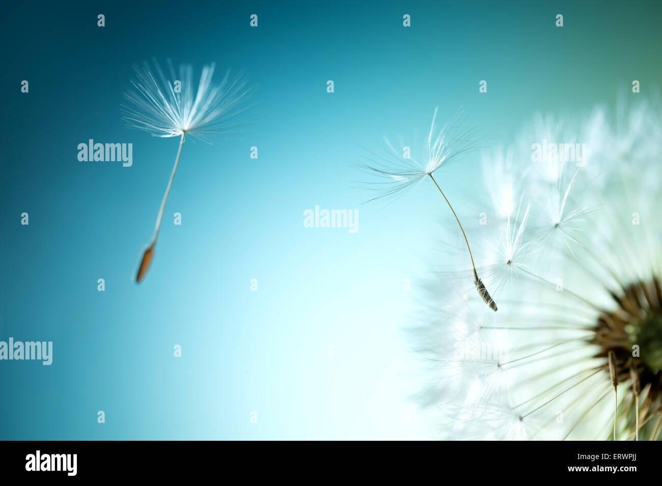 Closeup of dandelion on natural background Stock Photo