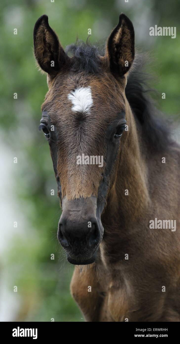 oldenburger foal Stock Photo