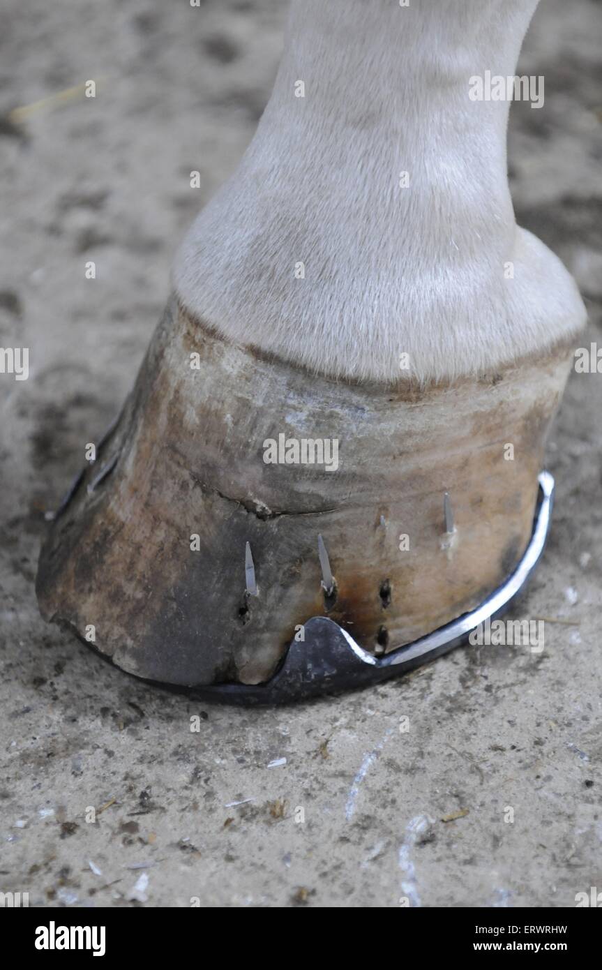 Horse hooves shoe close up hires stock photography and images Alamy