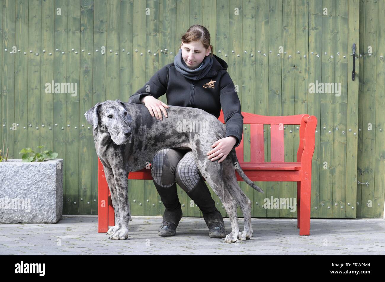 woman and Great Dane Stock Photo