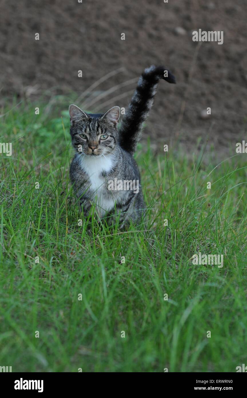 domestic cat Stock Photo