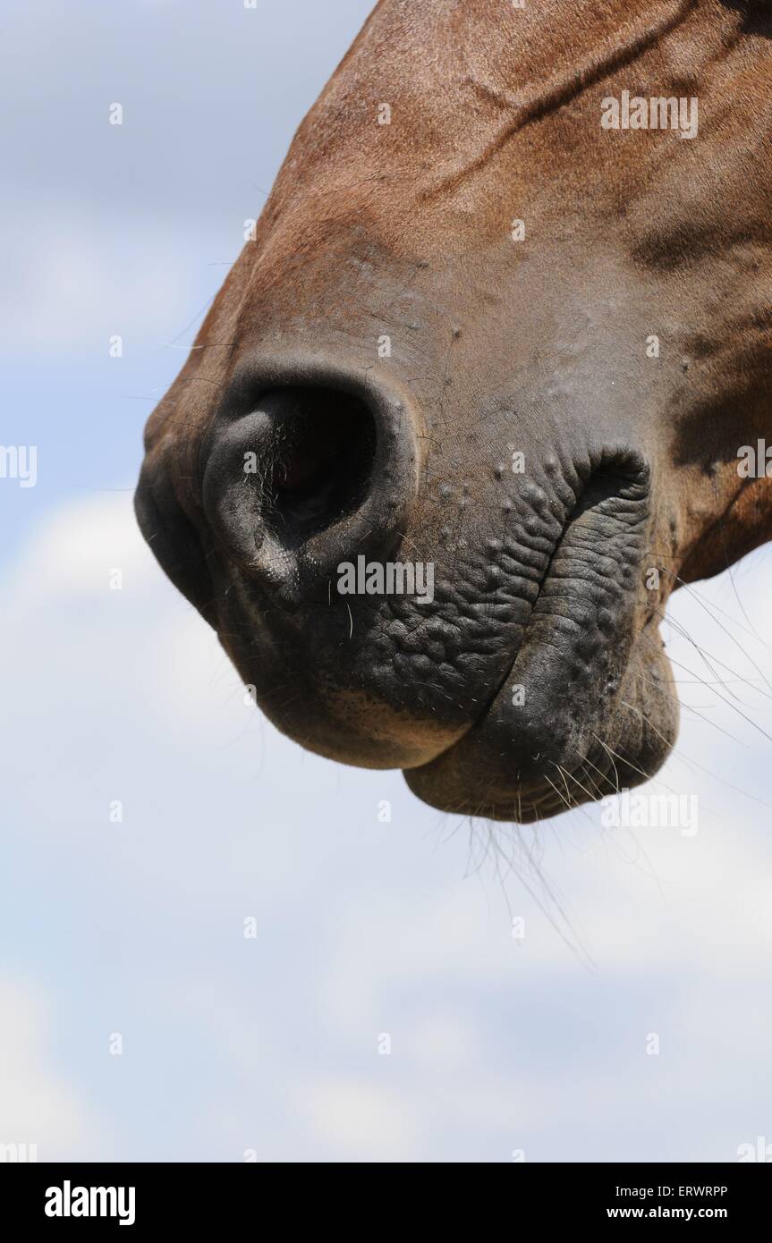 arabian horse mouth Stock Photo Alamy