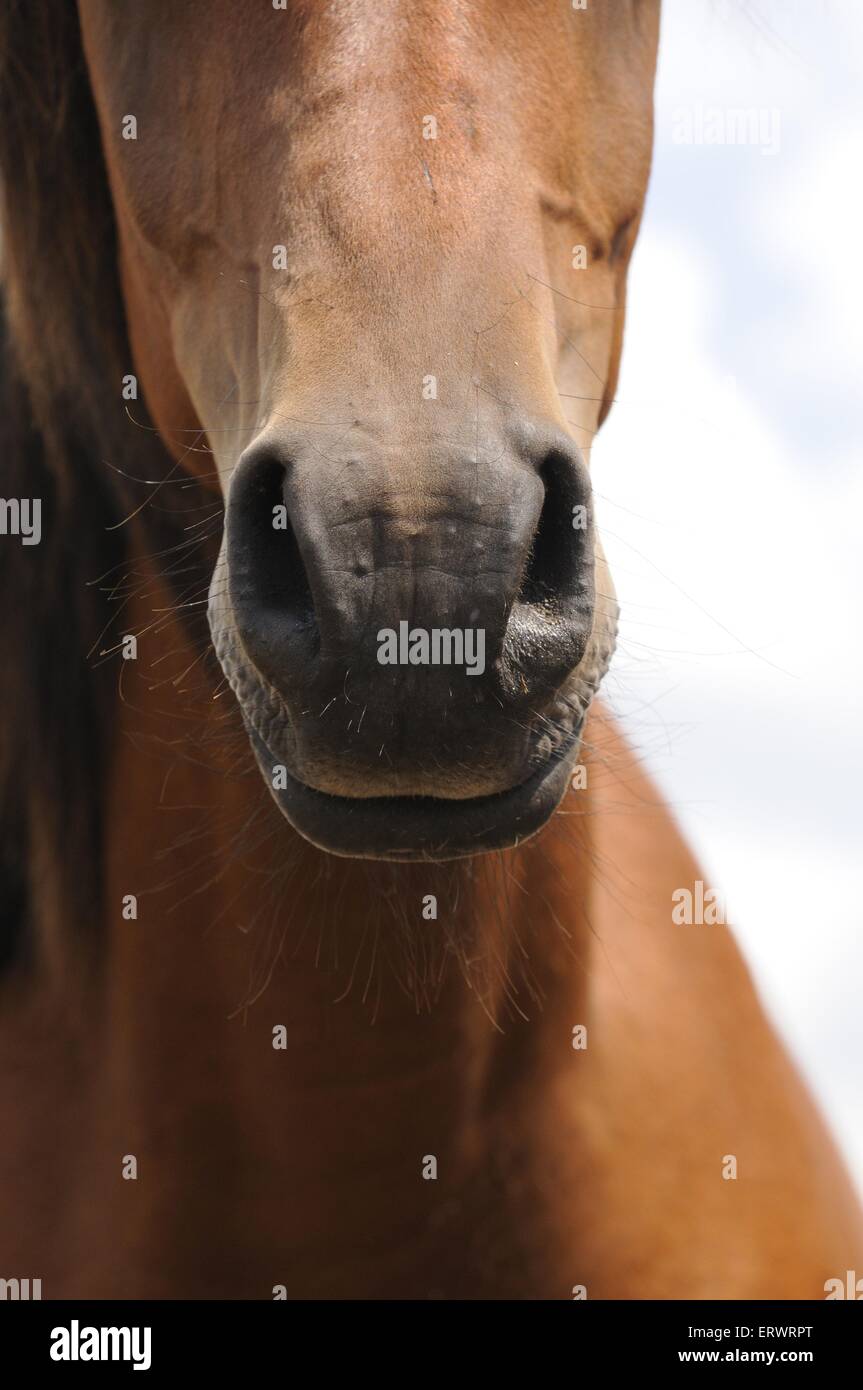 arabian horse mouth Stock Photo Alamy