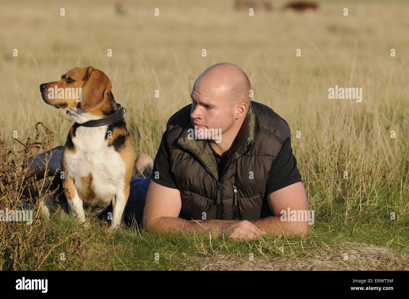 man and Beagle Stock Photo - Alamy, image size:1300x953