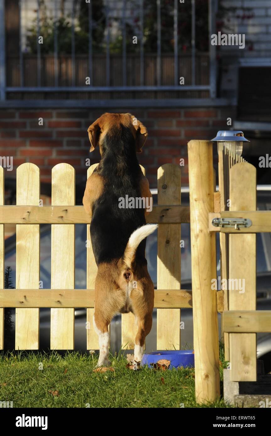 Stand stands back legs hi-res stock photography and images - Alamy