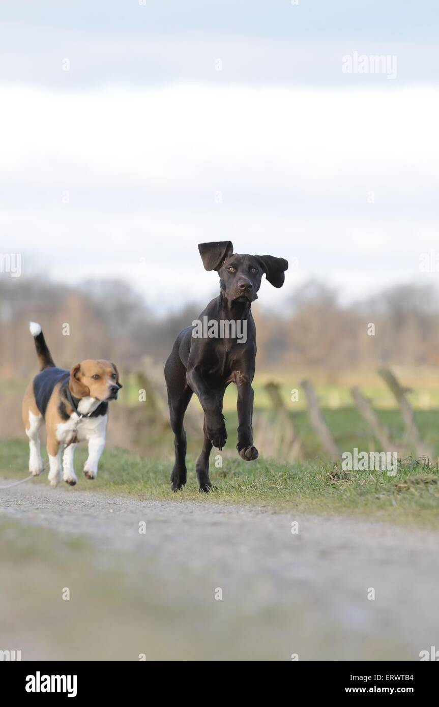 Beagle And German Shorthaired Pointer Stock Photo 83546488 Alamy