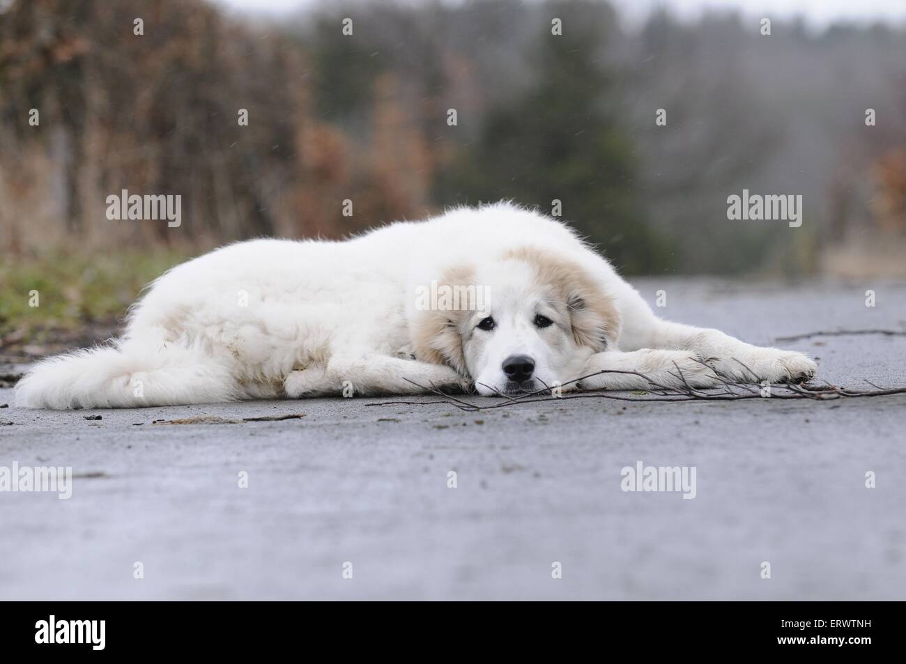young Pyrenean mountain dog Stock Photo - Alamy