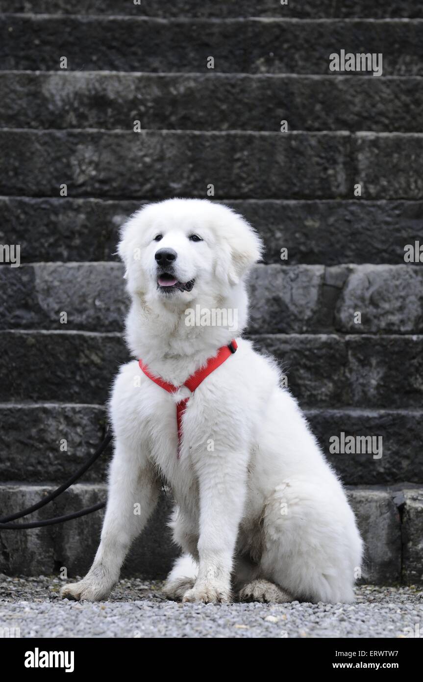 young Pyrenean mountain dog Stock Photo