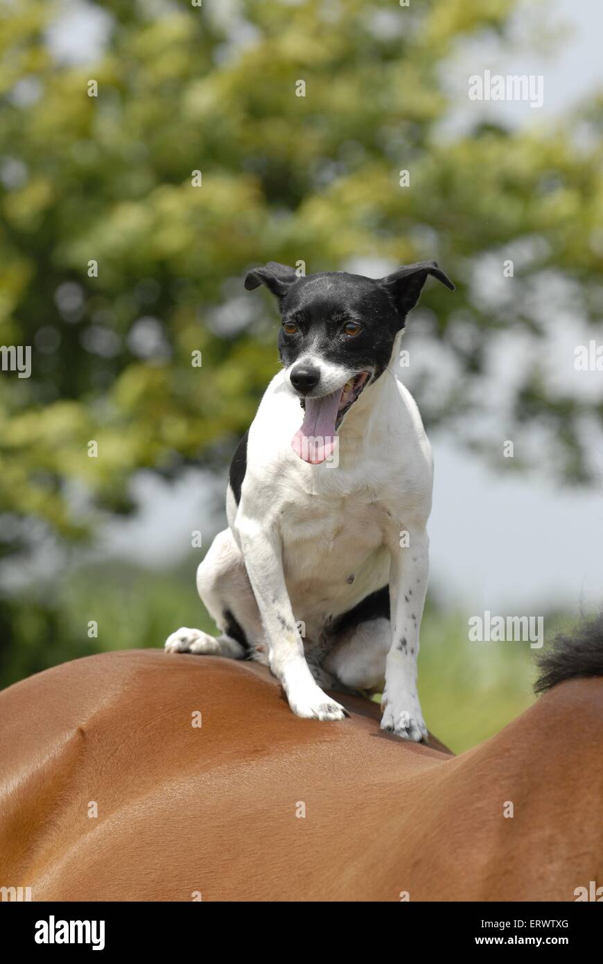 Jack russell terrier on horse hires stock photography and images Alamy