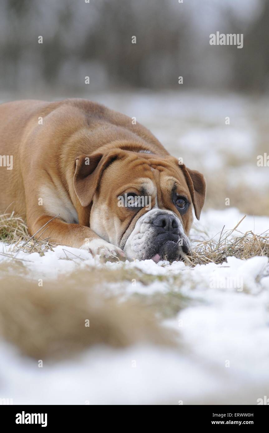 Olde English Bulldog Stock Photo Alamy
