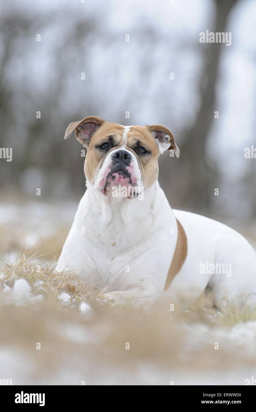 Olde English Bulldog Stock Photo Alamy