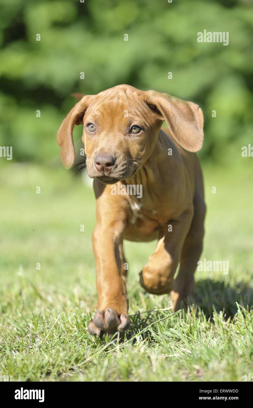 Rhodesian Ridgeback Puppy Stock Photo Alamy