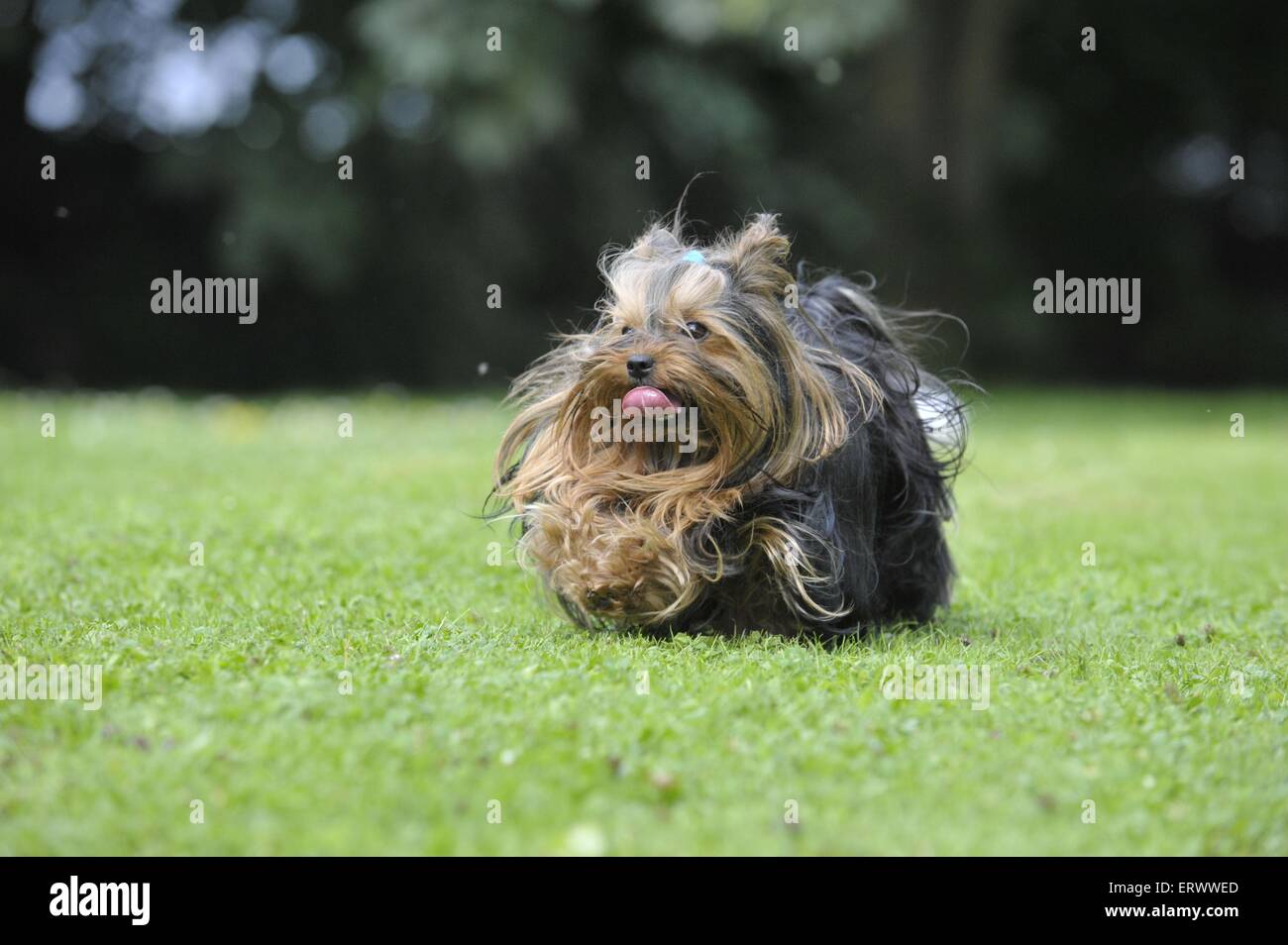 running Yorkshire Terrier Stock Photo Alamy