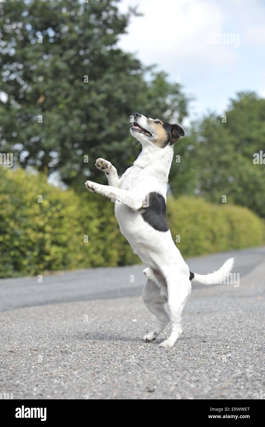 Jack russell terrier street dog hires stock photography and images Alamy