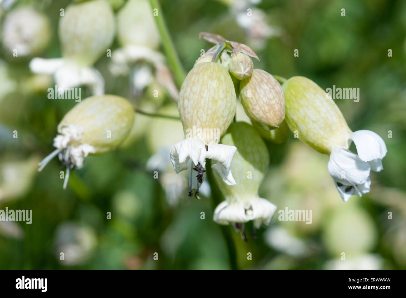 Flowers of Bladder Campion Stock Photo
