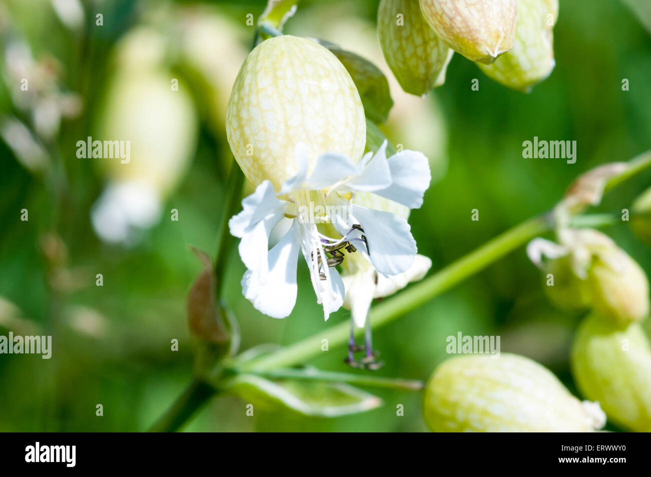 Flower of Bladder Campion on the South Downs Stock Photo