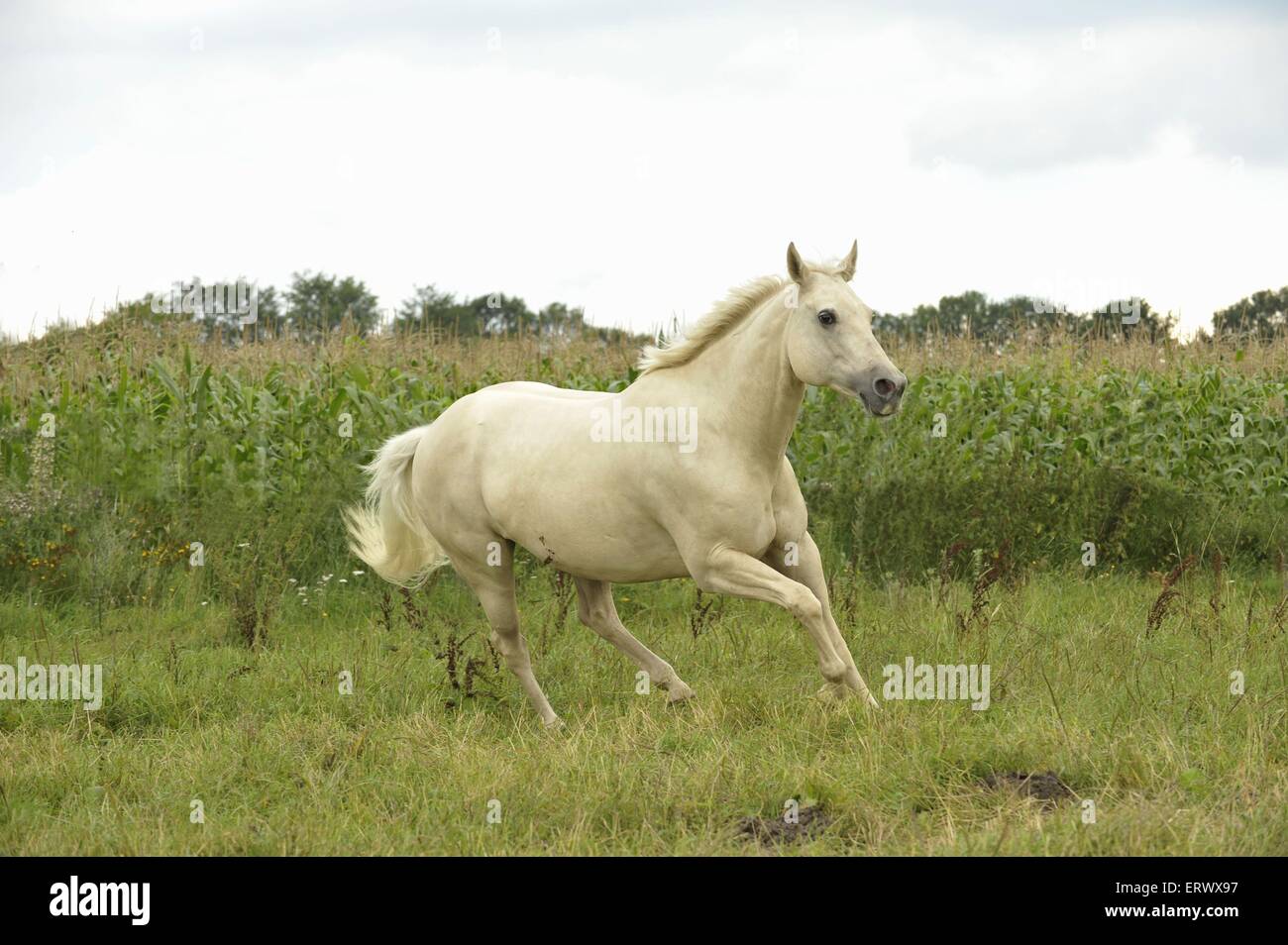 galloping Quarter Horse Stock Photo Alamy