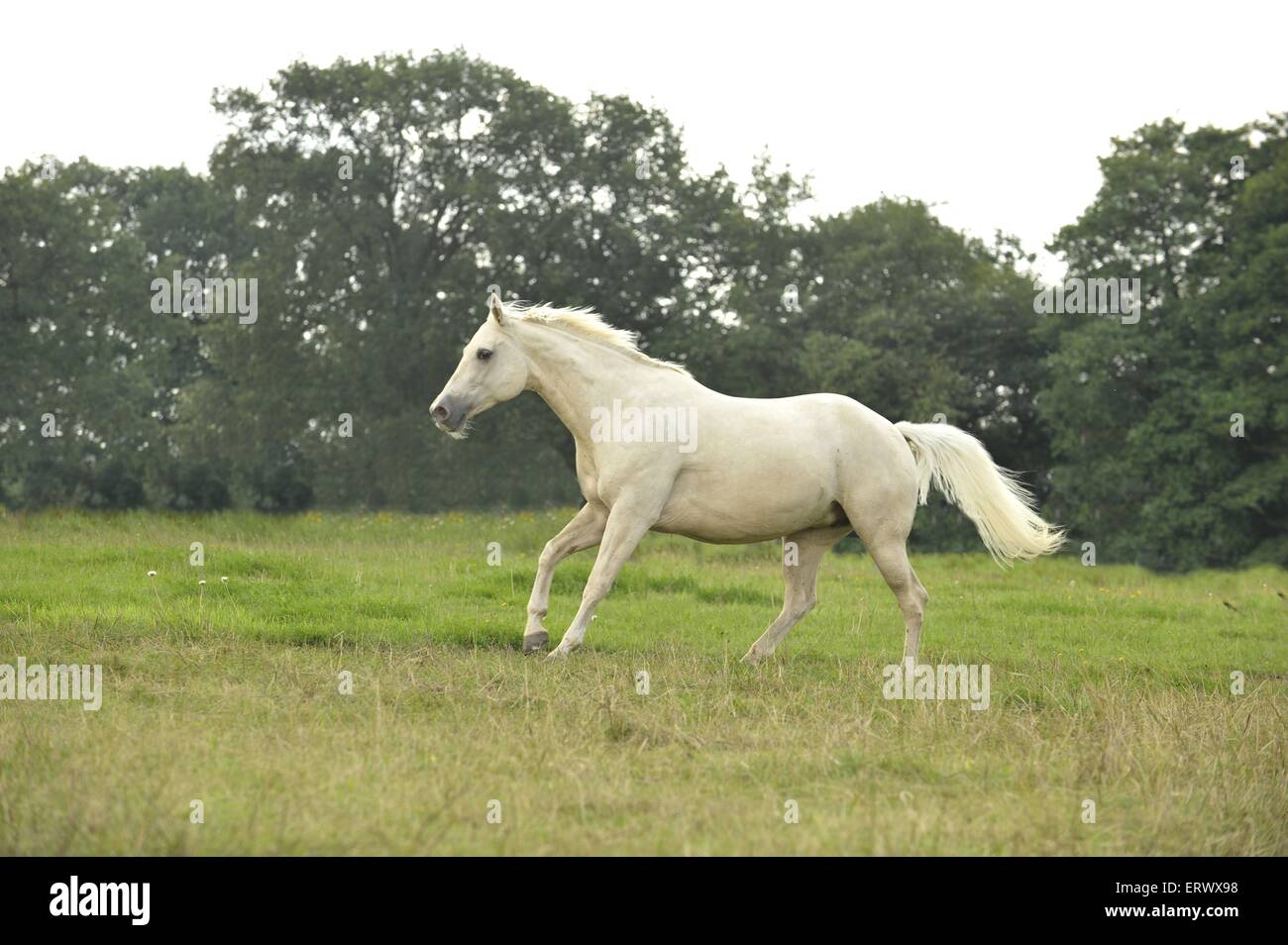 galloping Quarter Horse Stock Photo Alamy