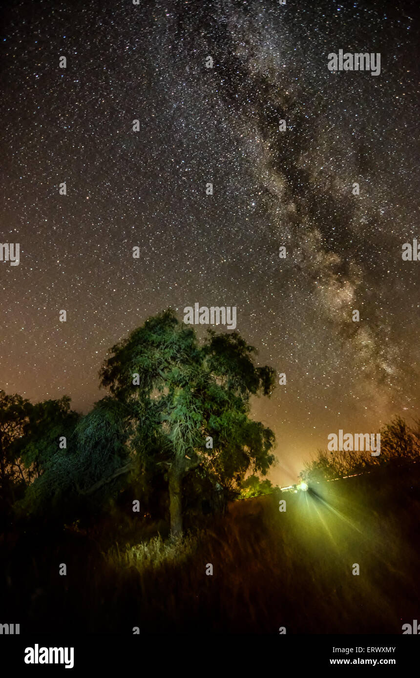 Silhouette of a tree against the background of the Milky Way and the ...
