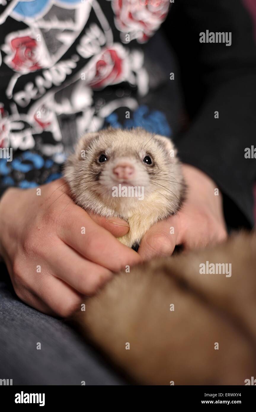 ferret Stock Photo