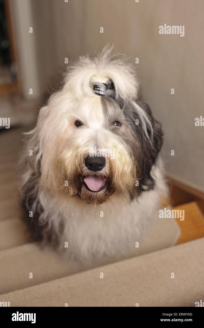 Old English Sheepdog Sitting In White Studio Stock Photo, Picture and  Royalty Free Image. Image 66897264.