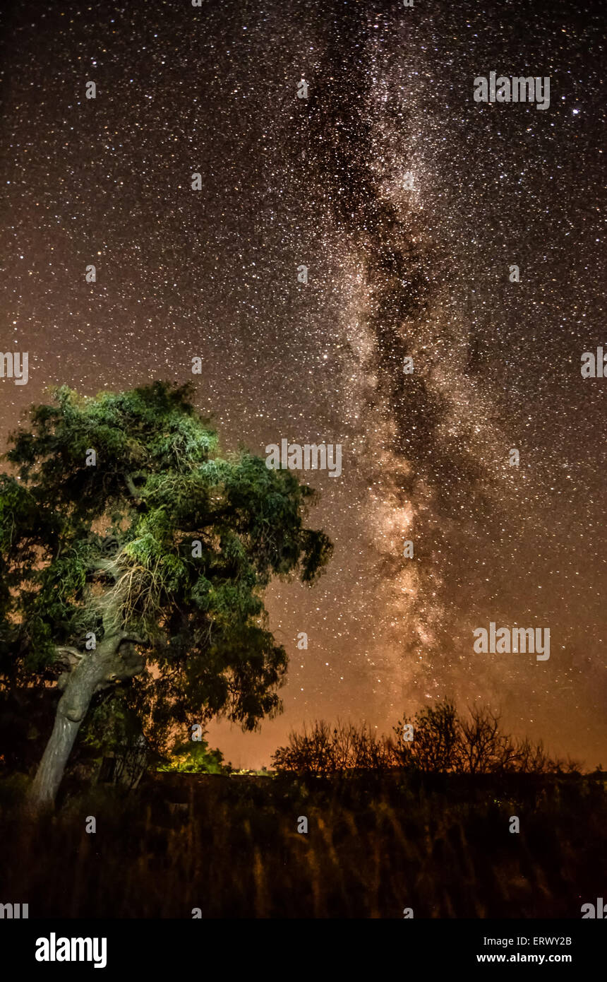 Silhouette of a tree against the background of the Milky Way and the ...
