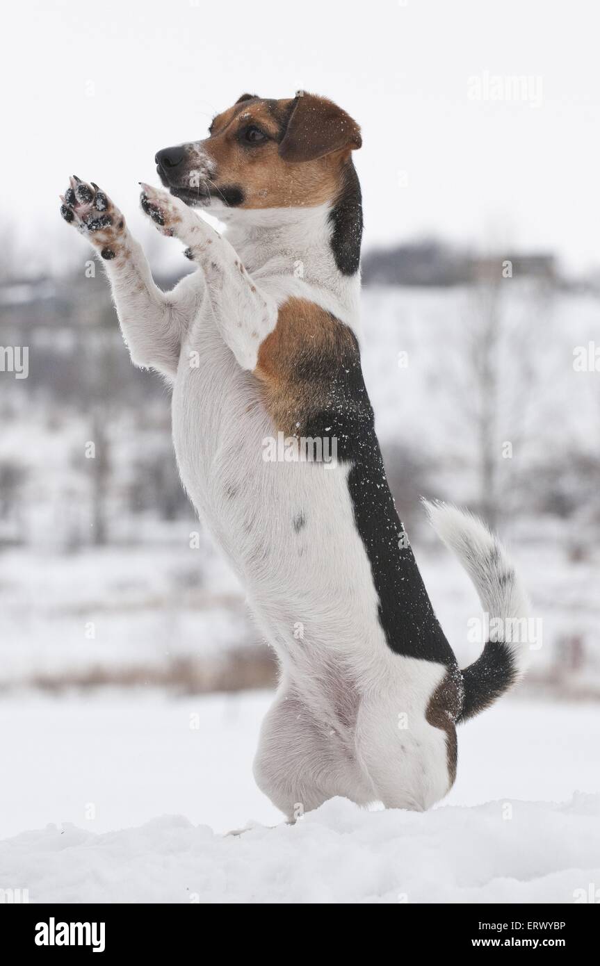 Jack Russell Terrier shows trick Stock Photo Alamy