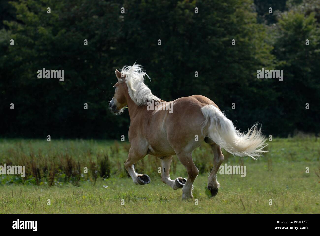 galloping Haflinger horse Stock Photo