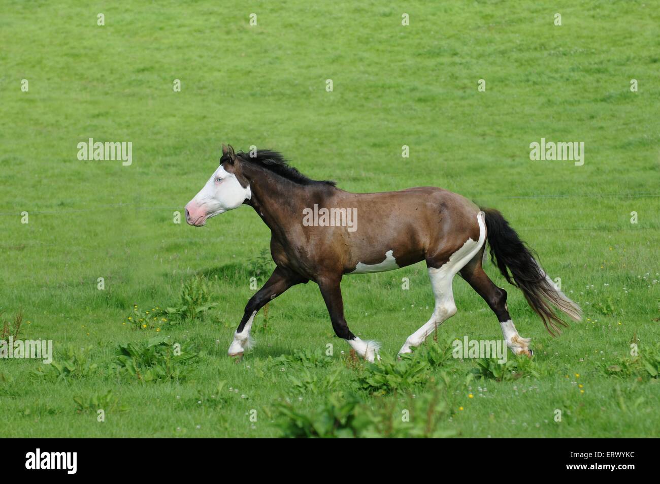 trotting Paint Horse Stock Photo Alamy