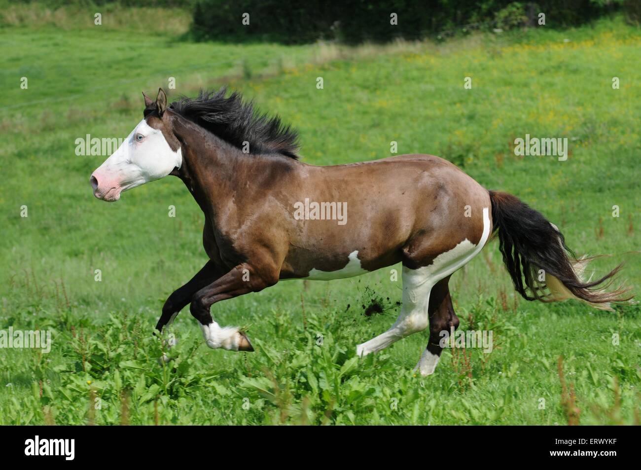 galloping Paint Horse Stock Photo Alamy
