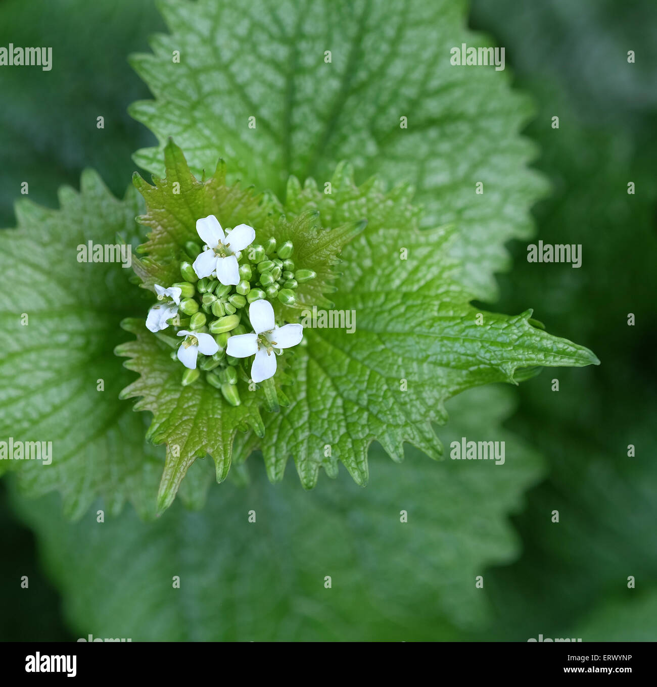 Stinging nettle flower blooms Stock Photo - Alamy