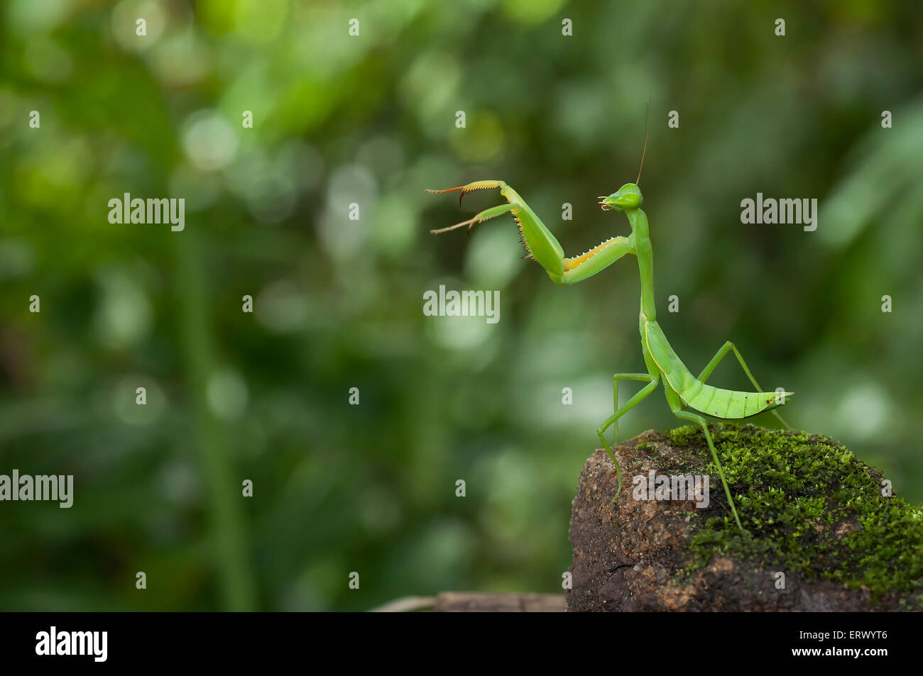 Praying Mantis Pose Stock Photo
