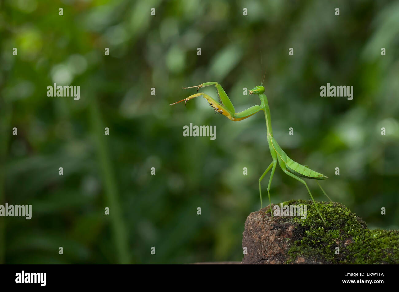 Praying Mantis Pose Stock Photo