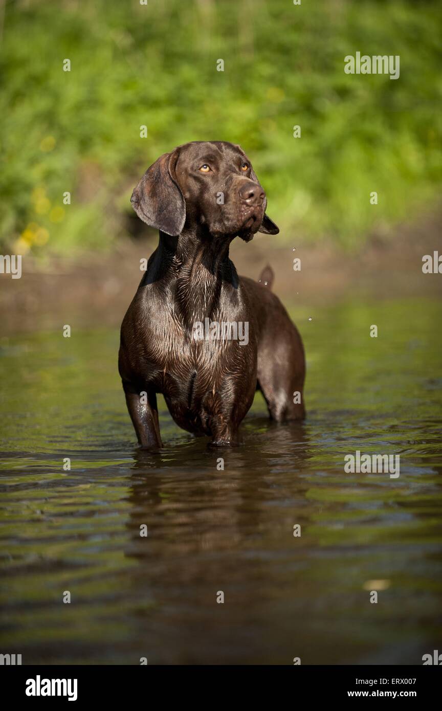 German shorthaired pointer bath hires stock photography and images Alamy