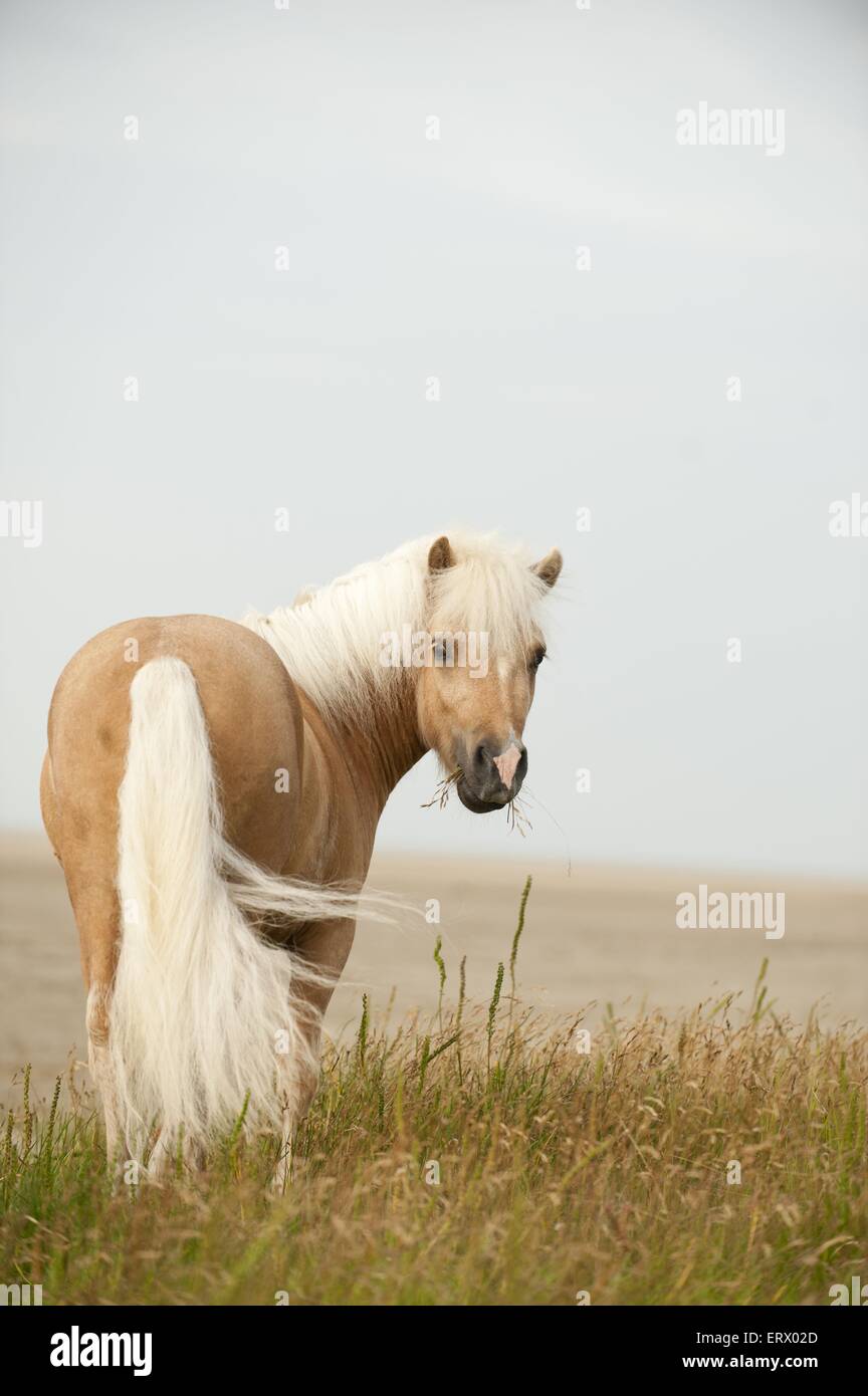 Palomino shetland hi-res stock photography and images - Alamy