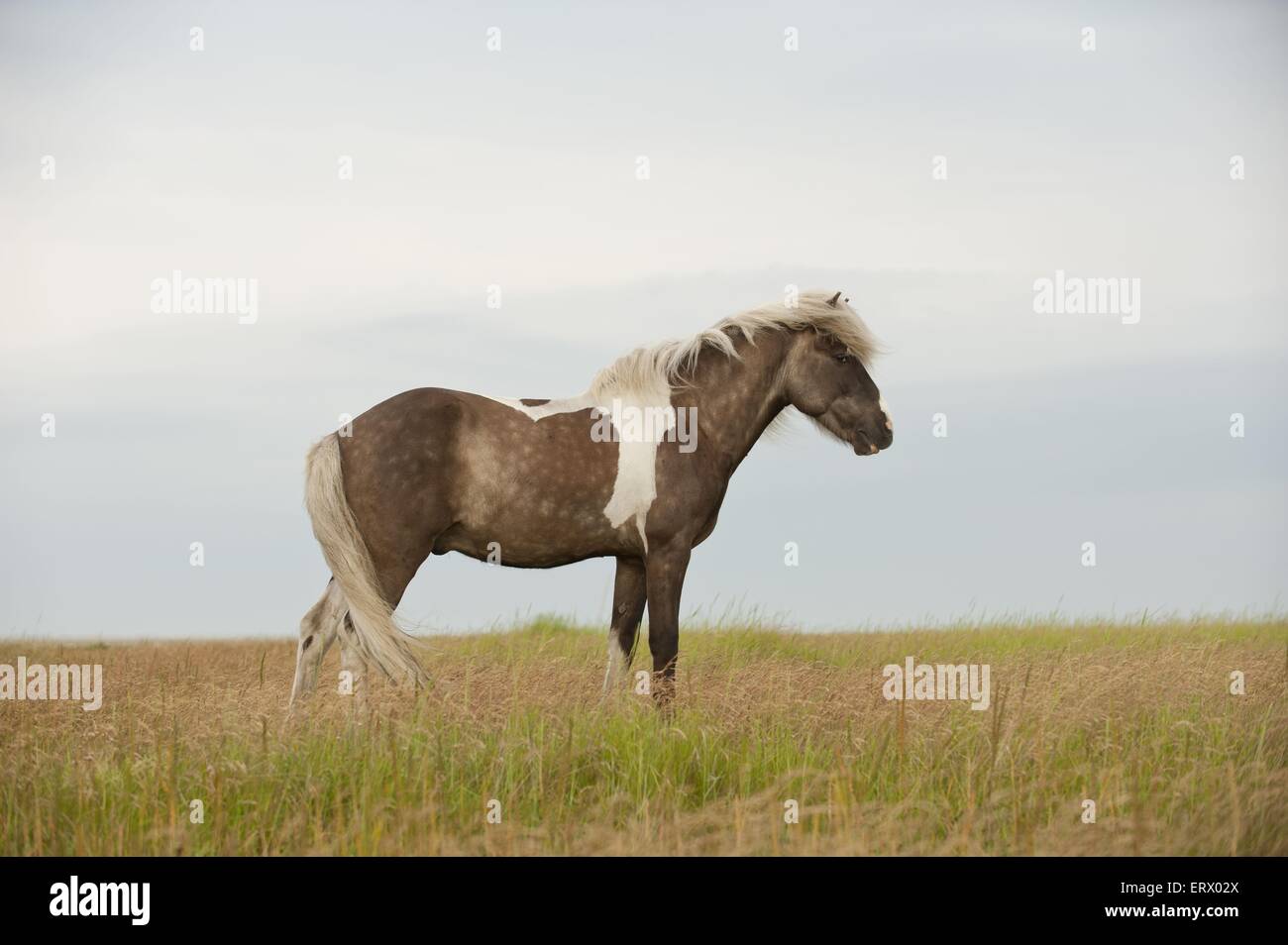 Profile white icelandic horse hi-res stock photography and images - Alamy