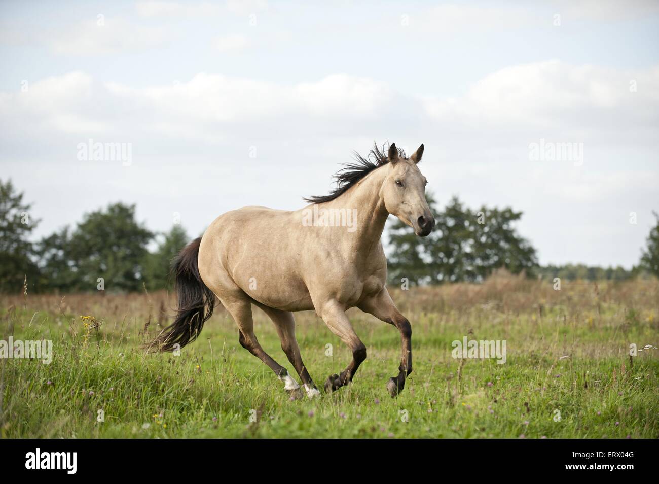 galloping Quarter Horse Stock Photo Alamy