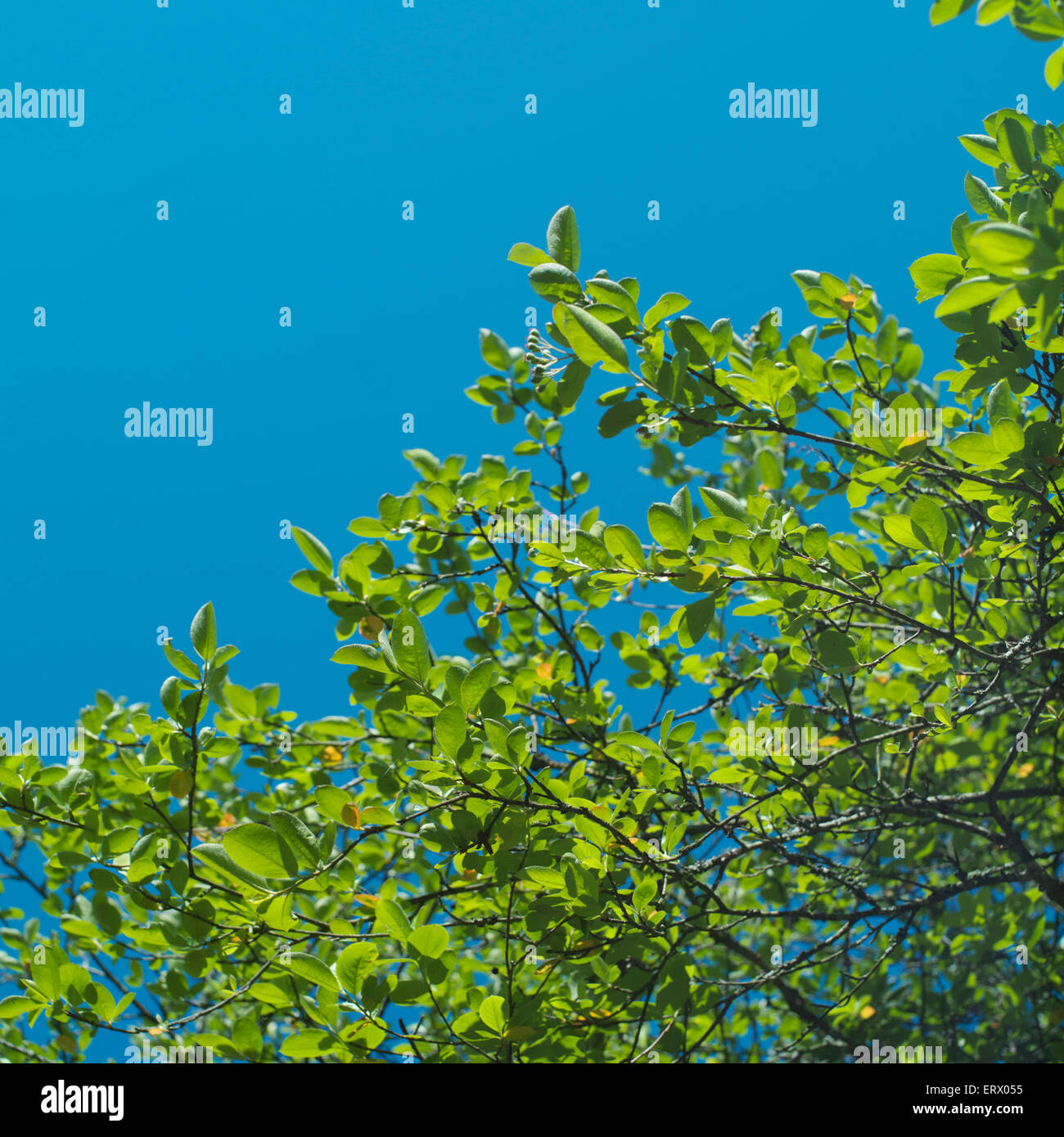 Summertime green foliage hi-res stock photography and images - Alamy