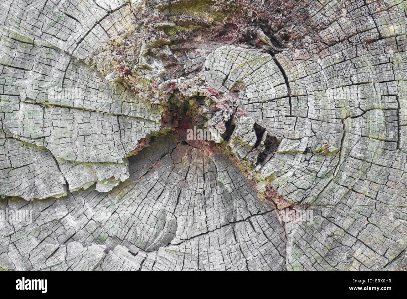 An old tree trunk cut with ax. Stock Photo