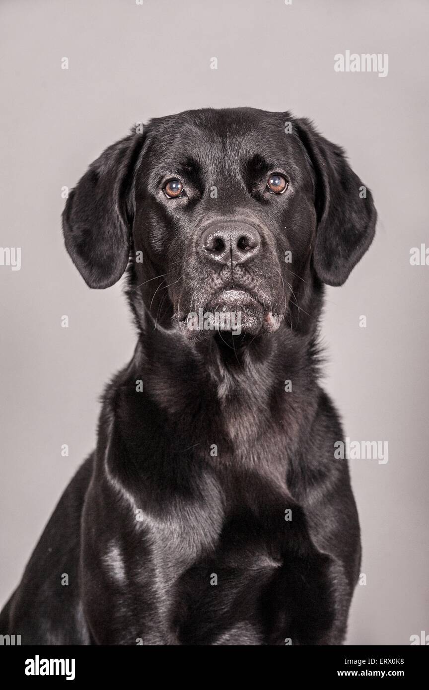 Black labrador retriever grey hi-res stock photography and images - Alamy