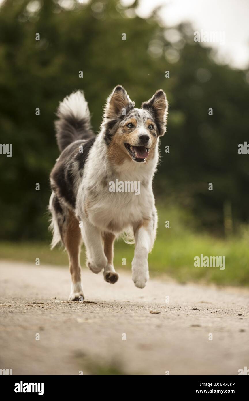 running Australian Shepherd Stock Photo Alamy