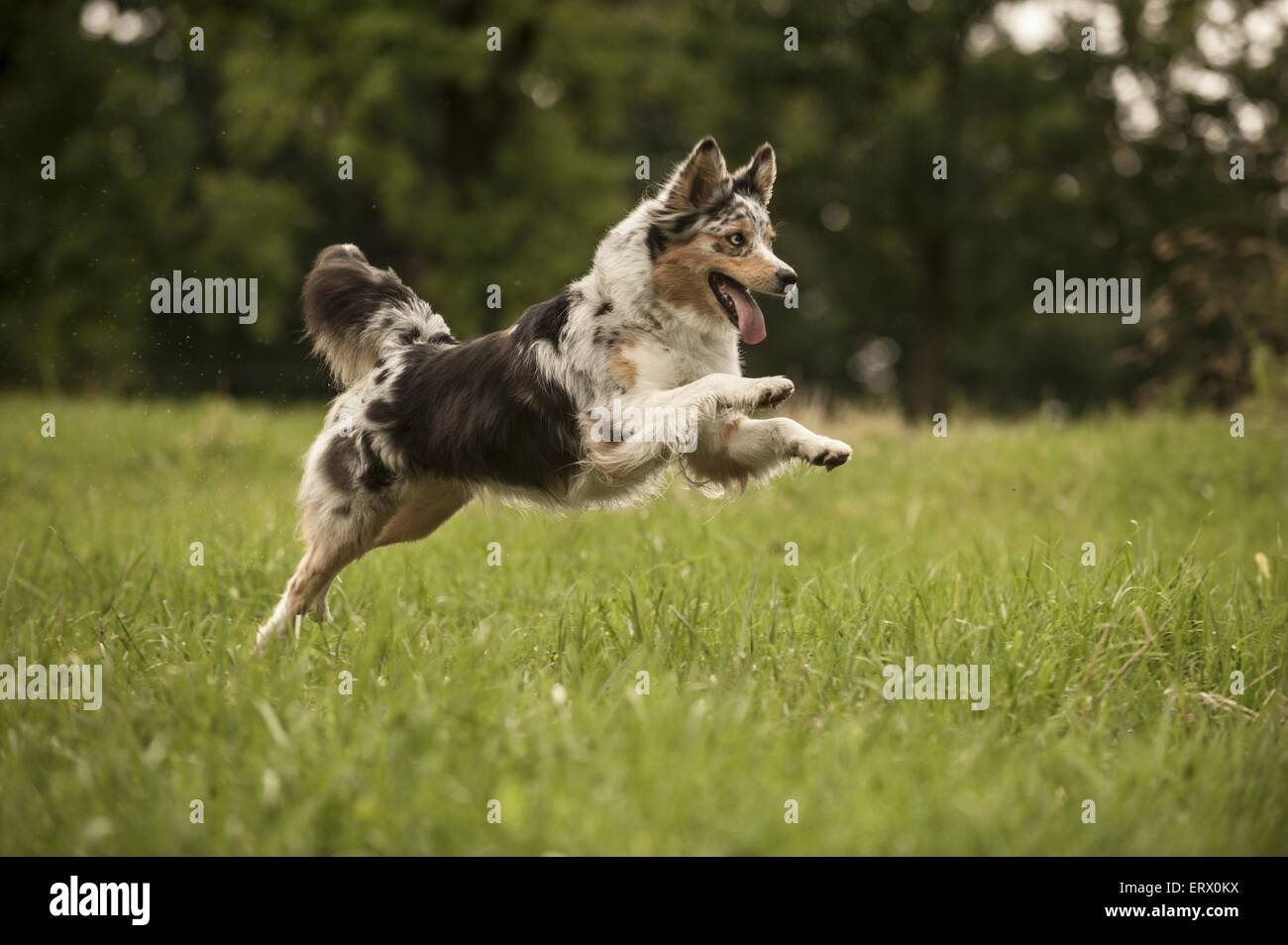 running Australian Shepherd Stock Photo Alamy
