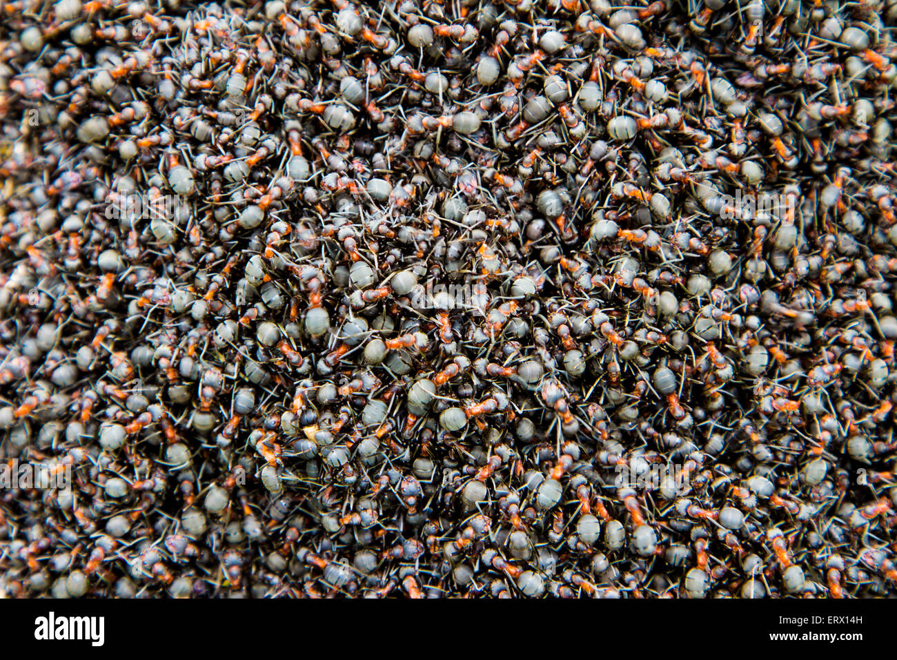 A large group of ants Stock Photo Alamy