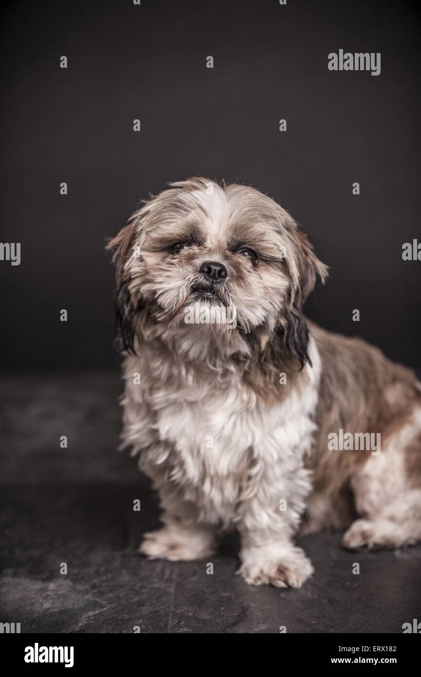 sitting Shih Tzu Stock Photo Alamy
